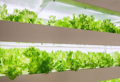 Iluminación LED para cultivo interior: una poderosa herramienta