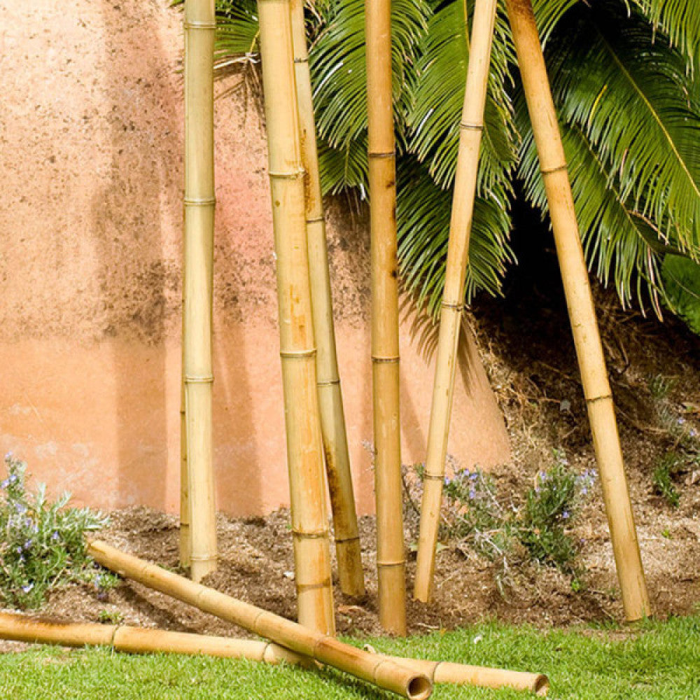 (E3-75879_padreImg_e3_75879_2.jpeg)